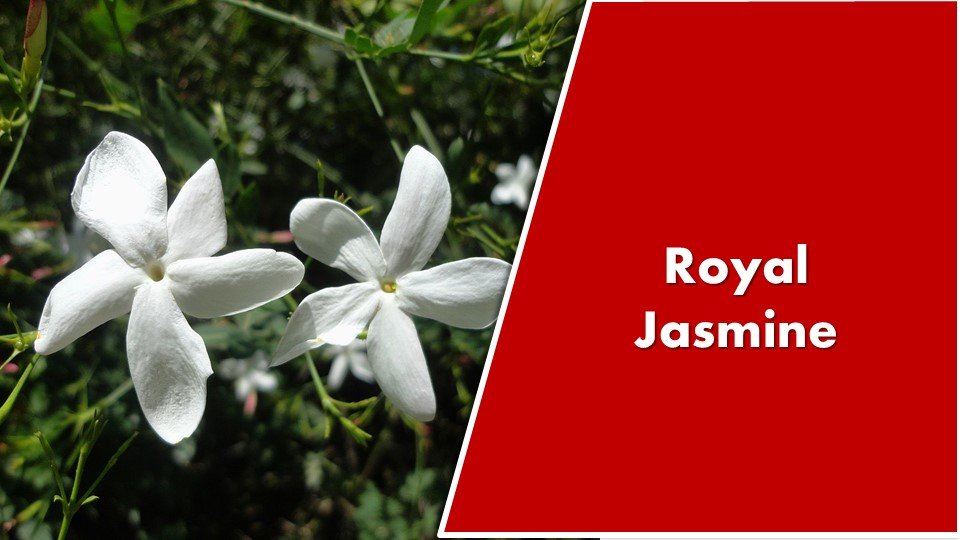 Royal Jasmine - Jasminum grandiflorum