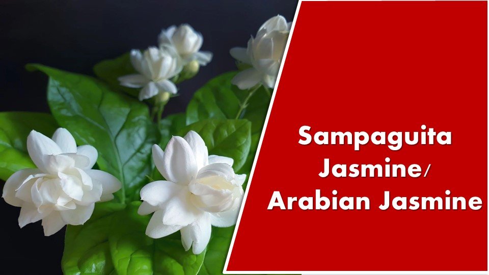 Sampaguita Jasmine / Arabian Jasmine : Jasminum sambac