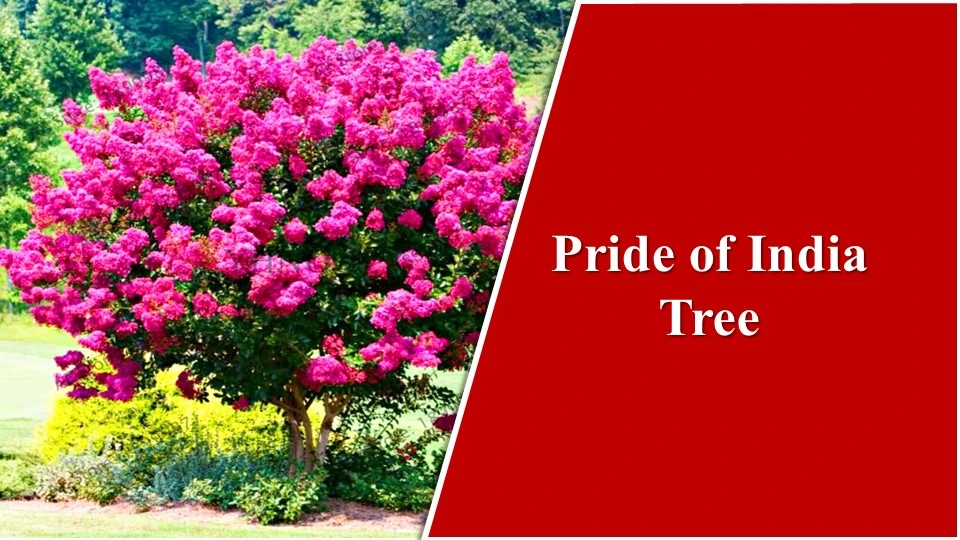 Trees for Home Garden in India