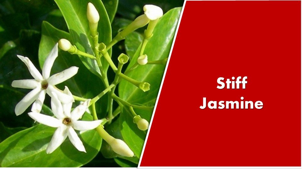 Stiff Jasmine : Jasminum volubile