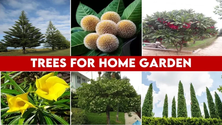 Trees for Home Garden in India