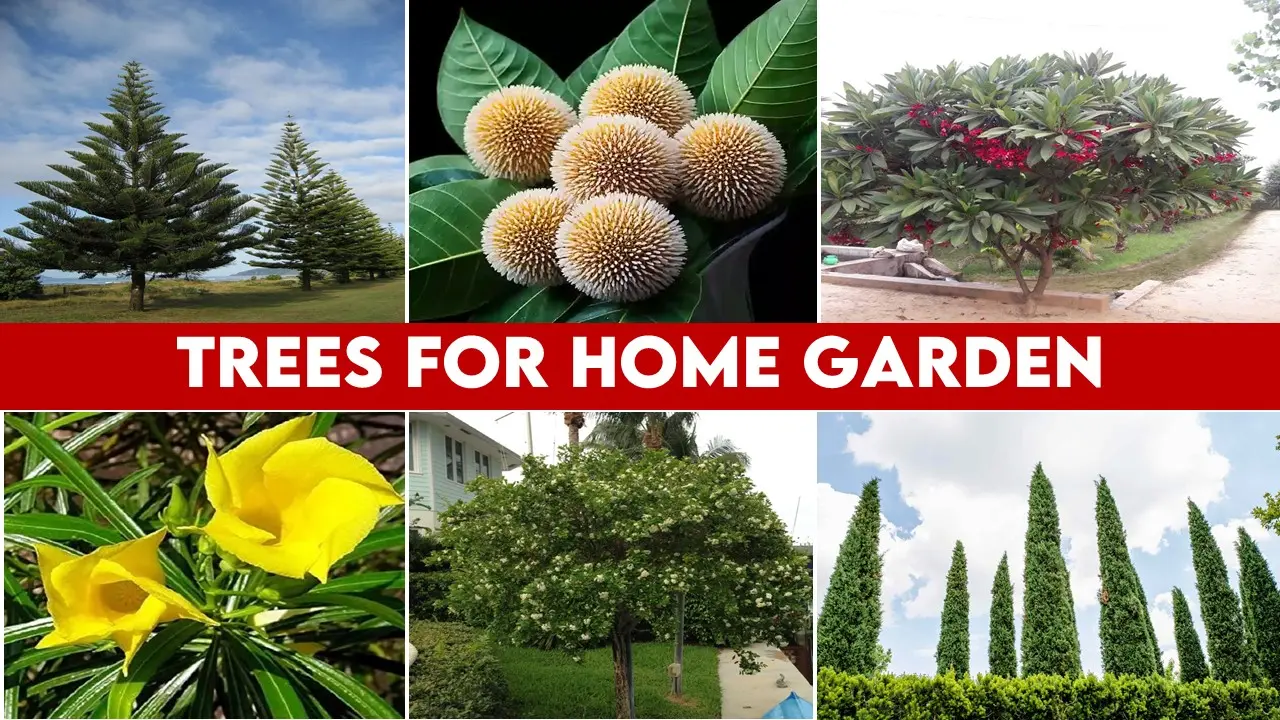 Trees for Home Garden in India