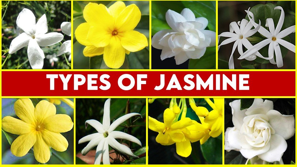 types of jasmine flowers in india