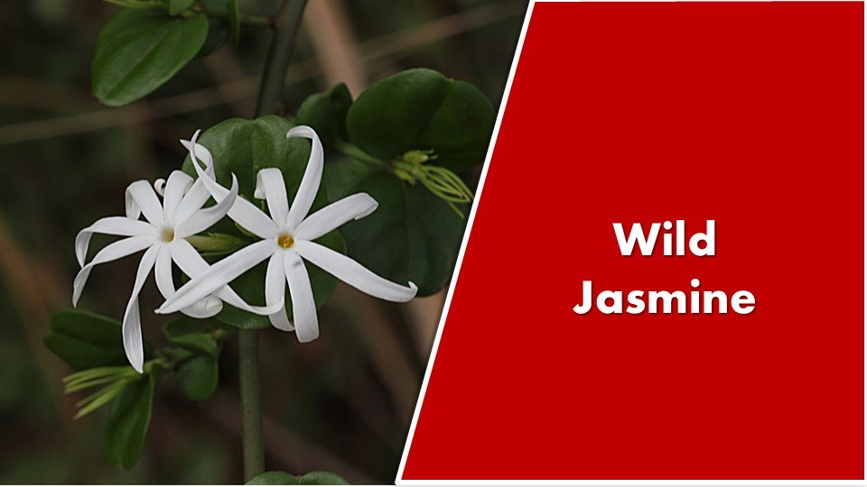 Wild Jasmine : Jasminum angustifolium