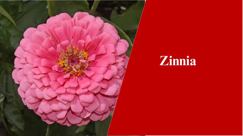 Zinnia