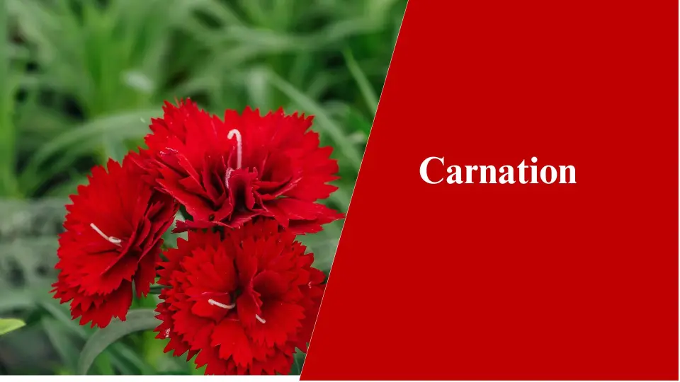 Carnation - Winter Flowering Plants in India