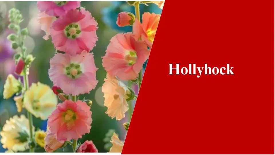 Hollyhock- Winter Flowering Plants in India