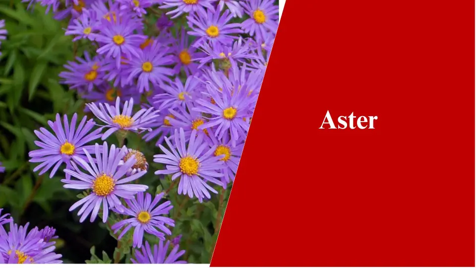 Aster