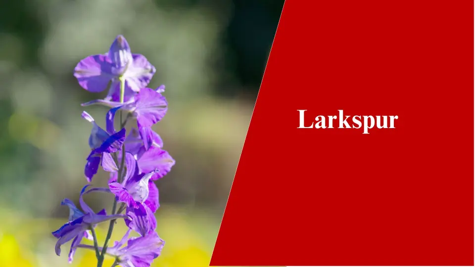 Larkspur