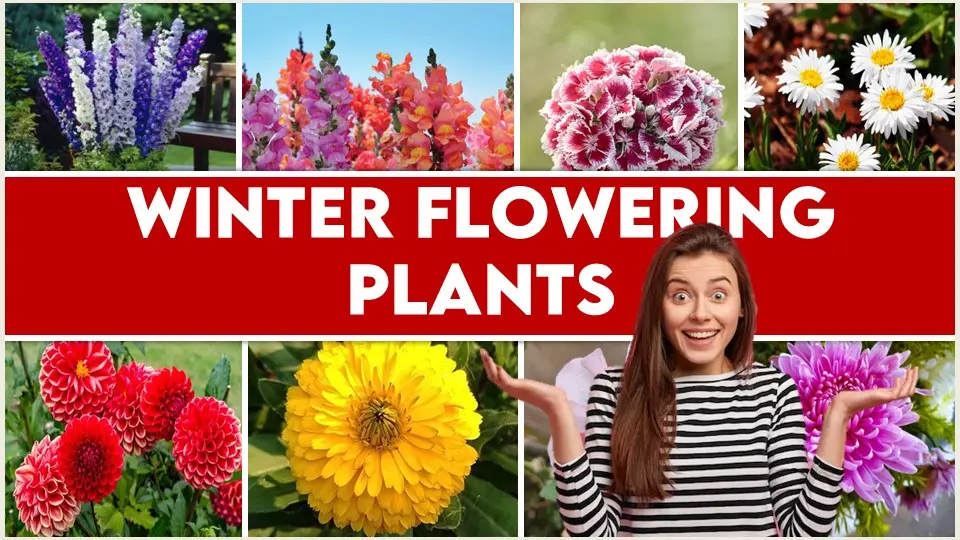 Winter Flowering Plants in India