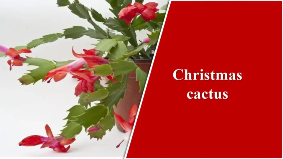 Christmas cactus - indoor plants with flower