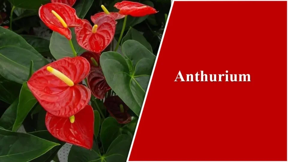 Anthurium