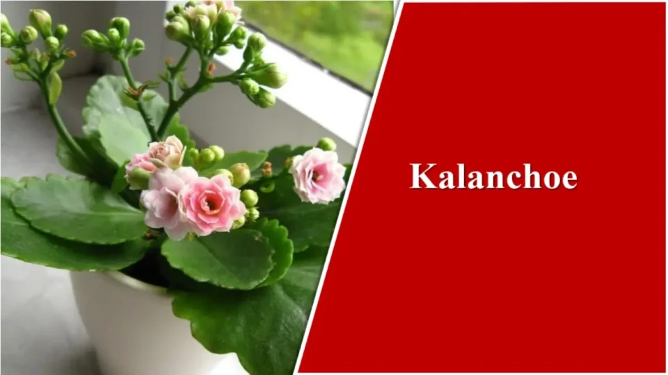 Kalanchoe