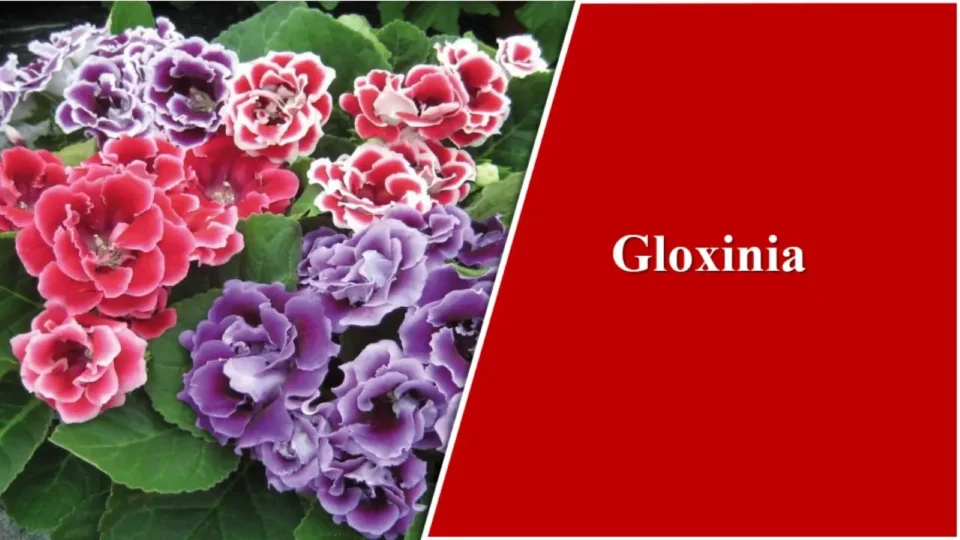 Gloxinia