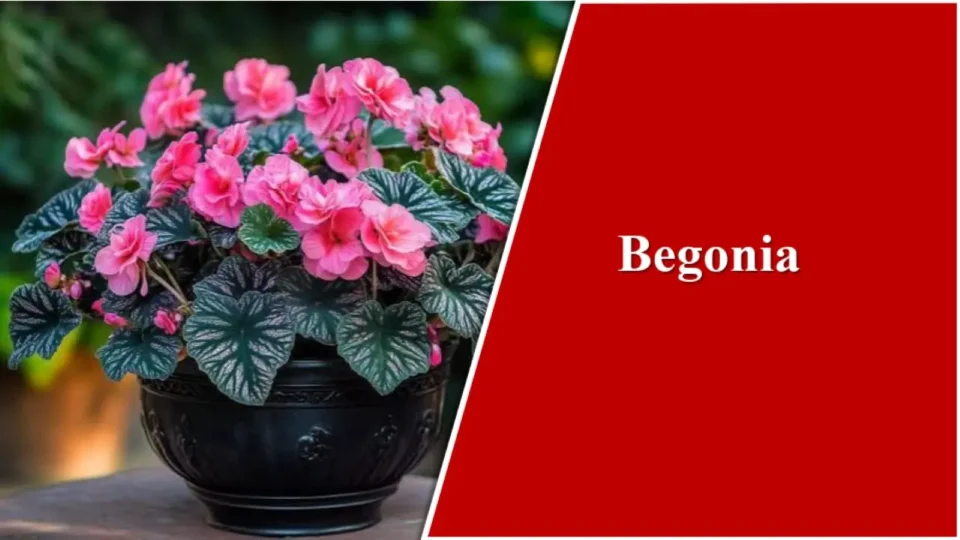 Begonia