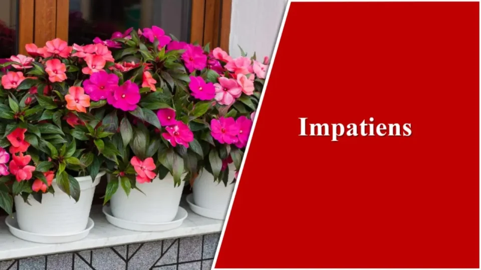 Impatiens