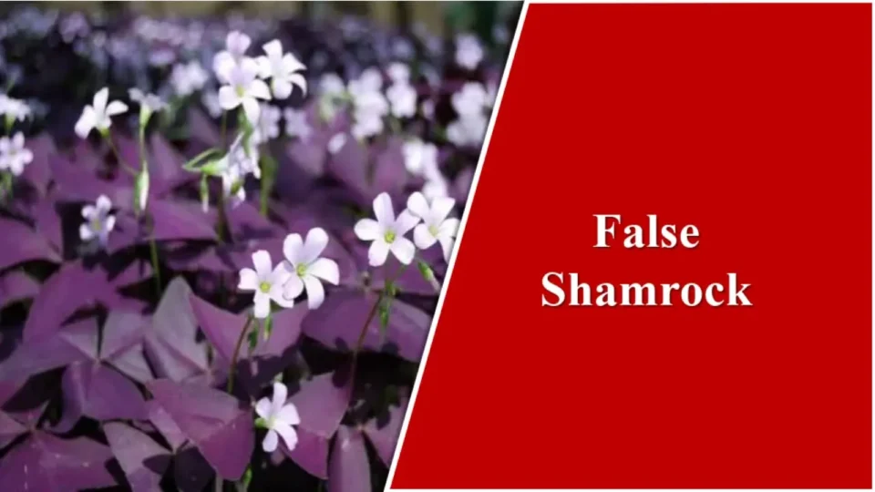 False Shamrock