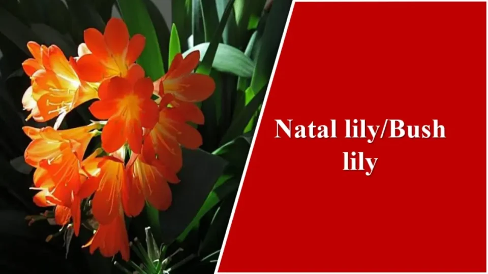 Natal lily/Bush lily