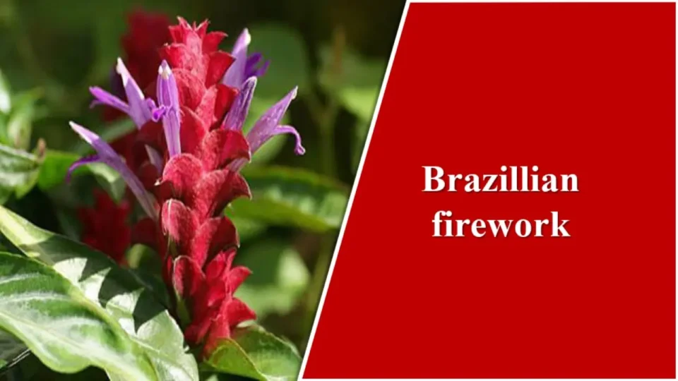 Brazillian firework