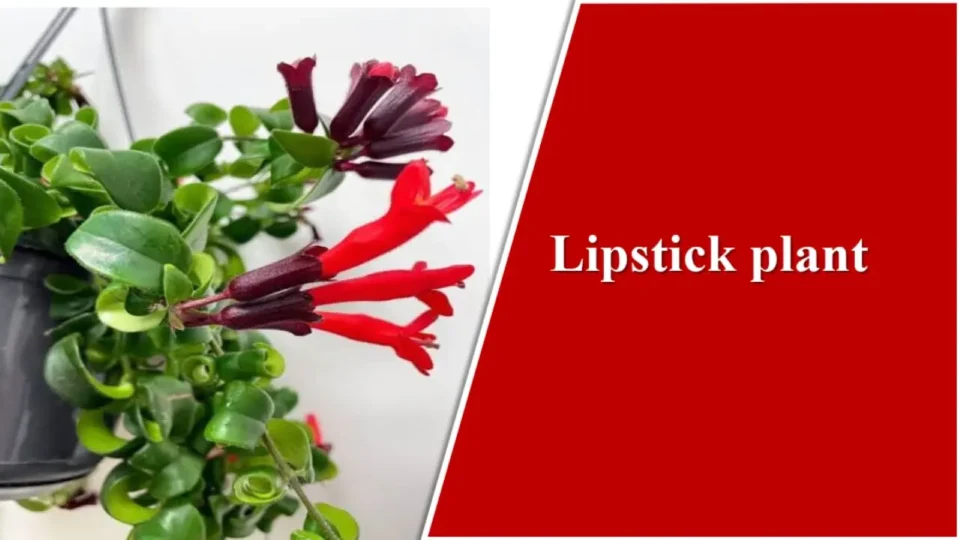 Lipstick plant