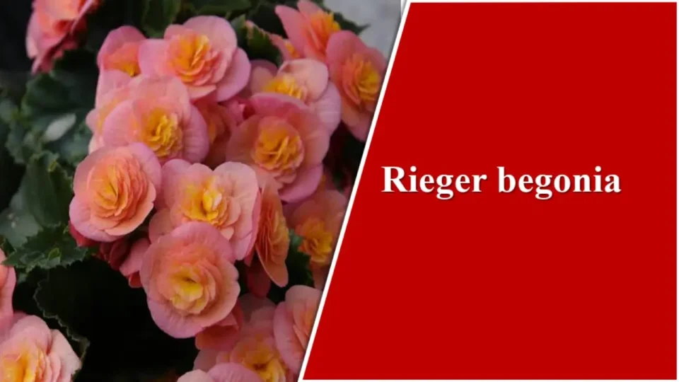 Rieger begonia