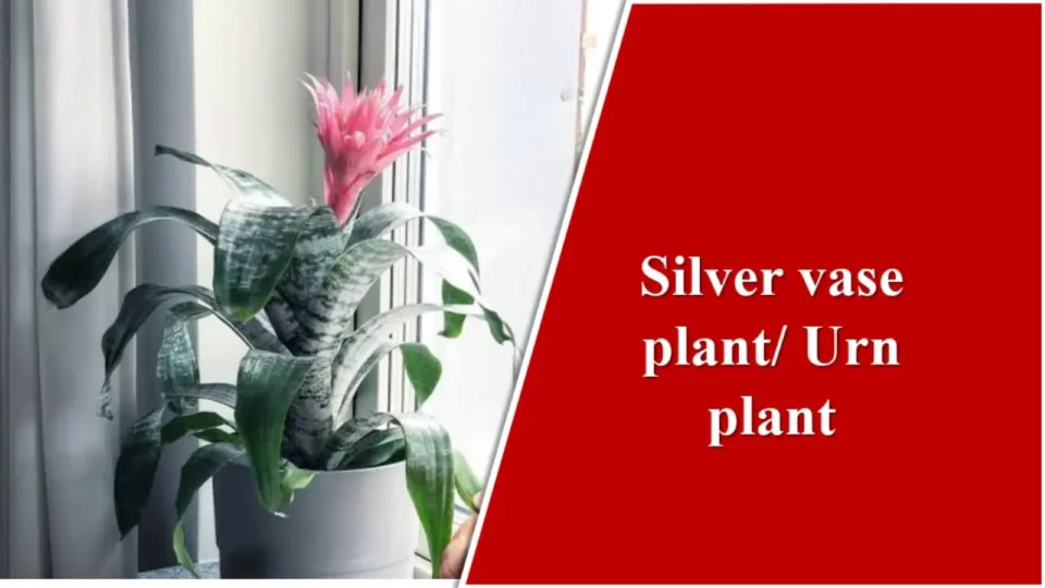 Silver vase plant/Urn plant