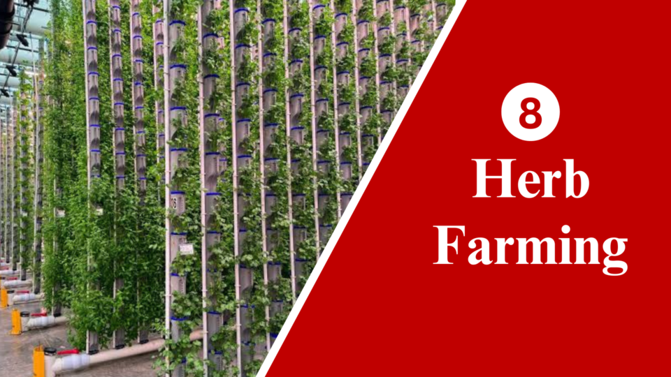 Herb Farming in India