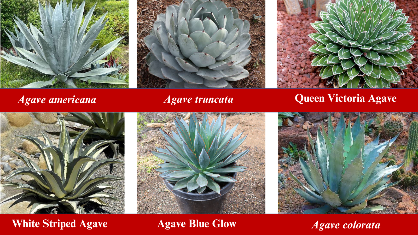 Types of Agave Plants