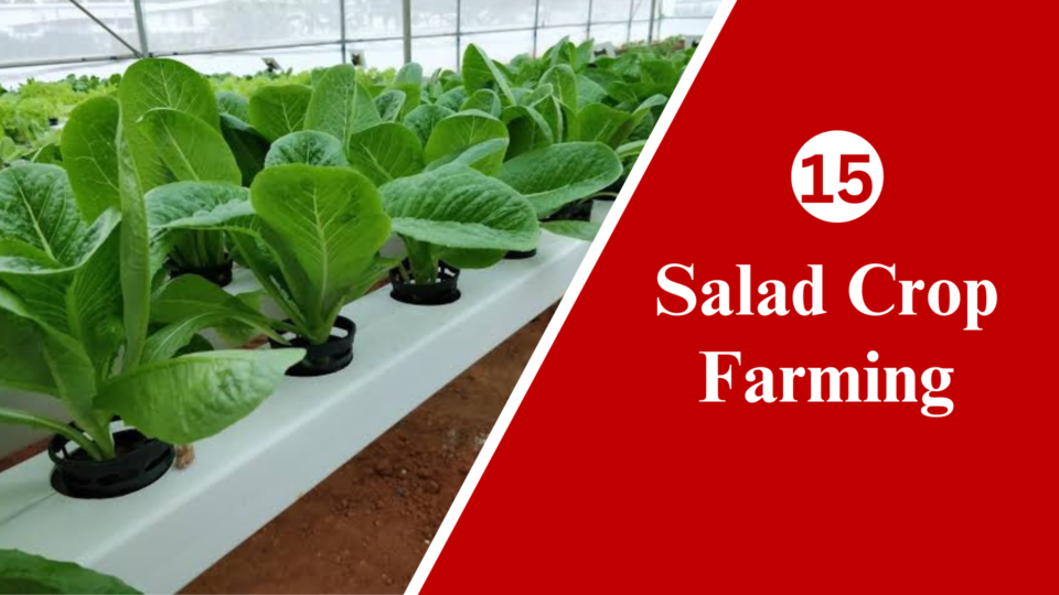 Salad crop farming in India