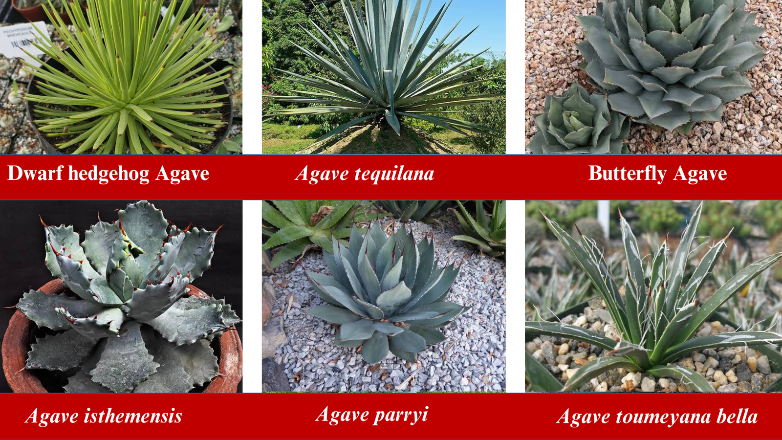 Types of Agave Plants