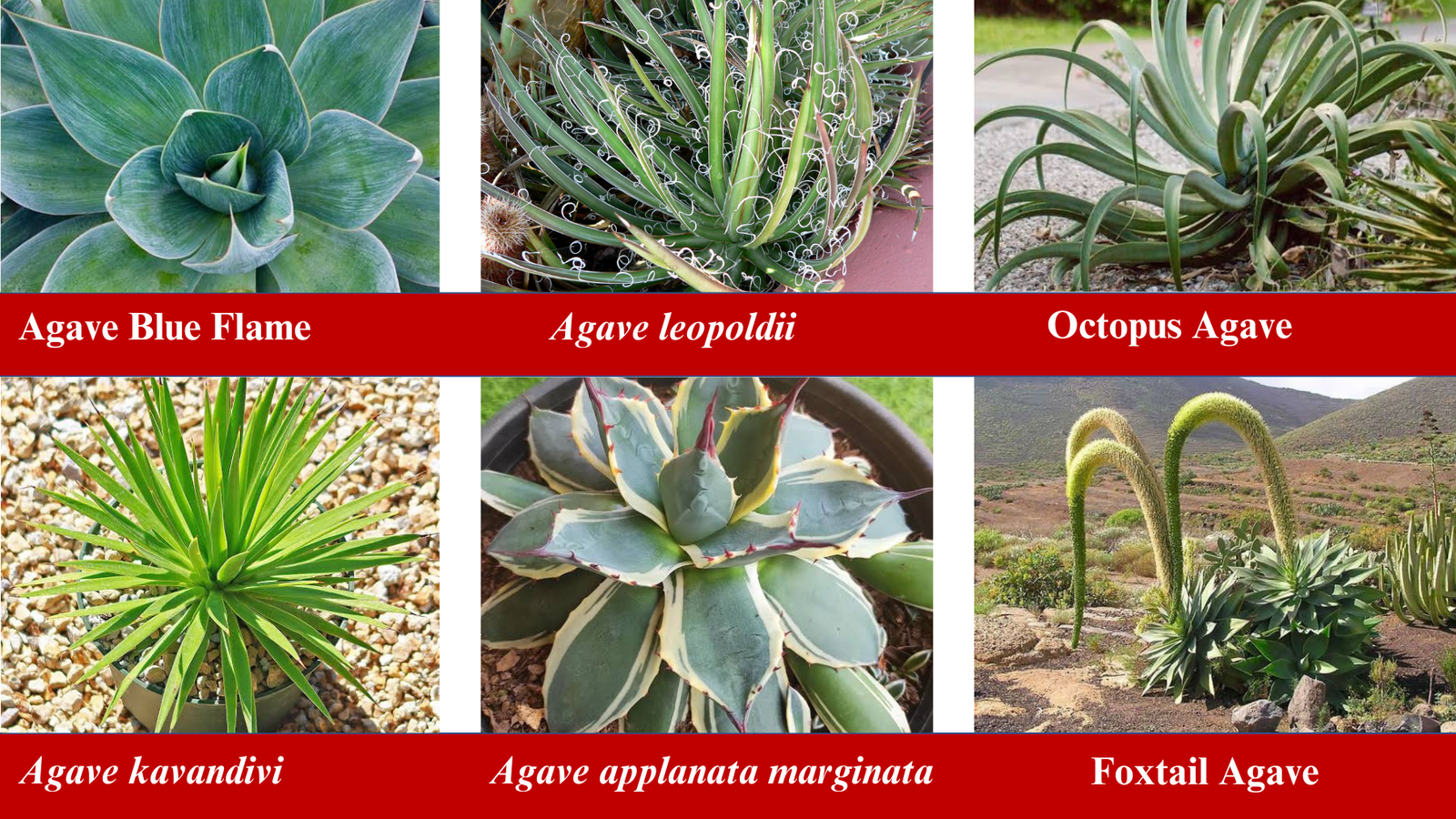 Types of Agave Plants