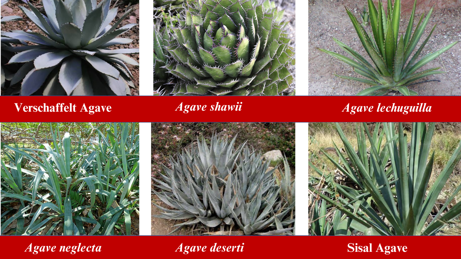 Types of Agave Plants