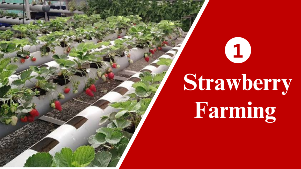 Strawberry Indoor Farming in India