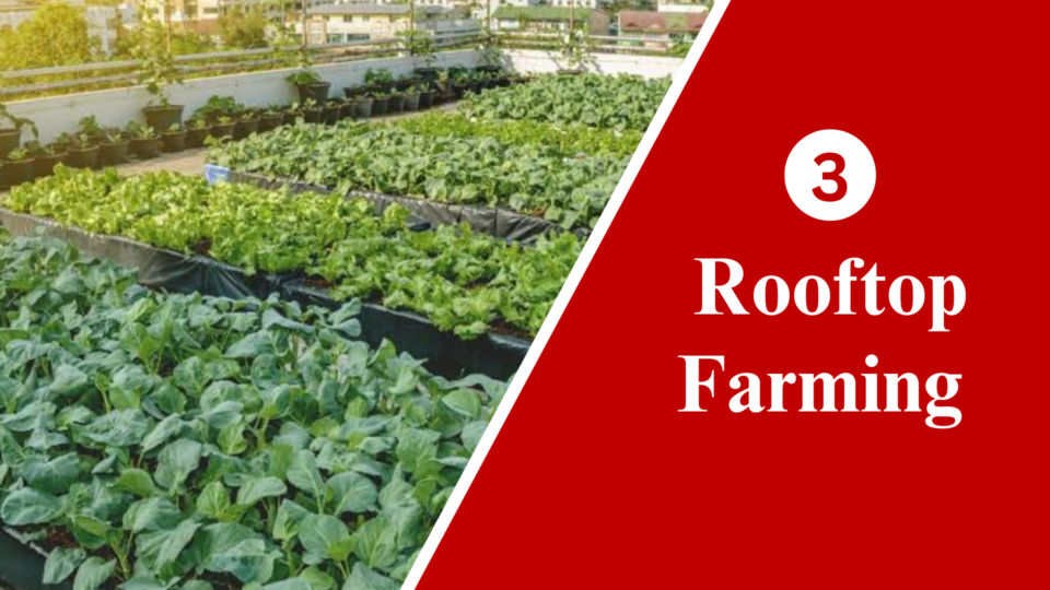 Rooftop farming in India