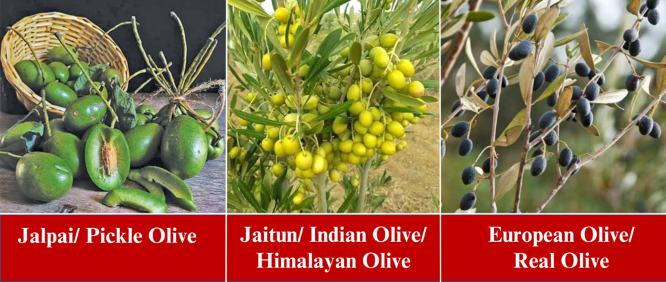 Types of Olive Grown in India