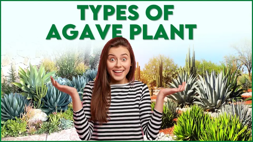 Types of Agave Plants