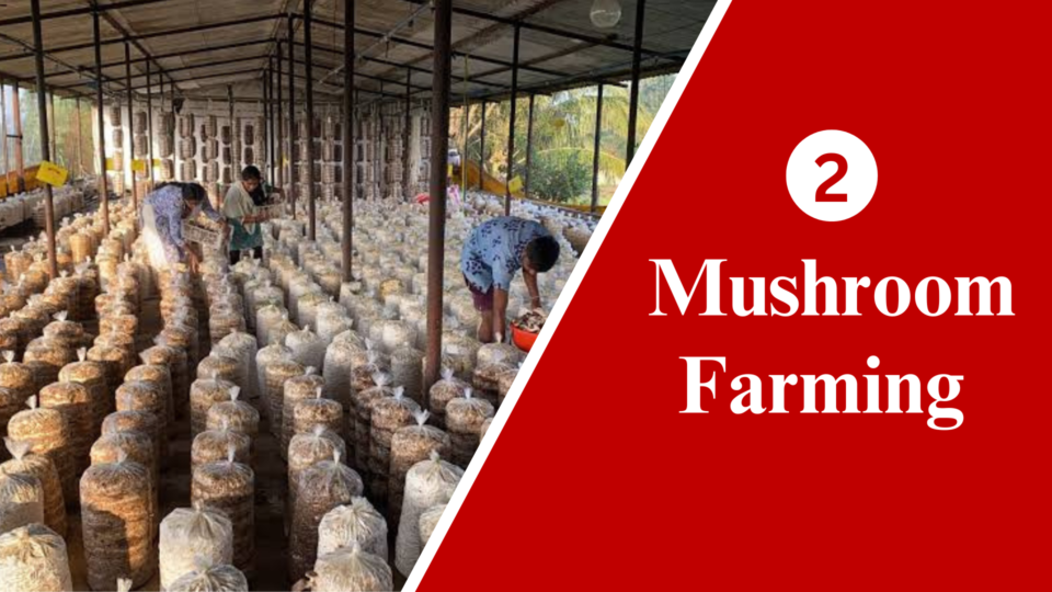 Mushroom Farming in India