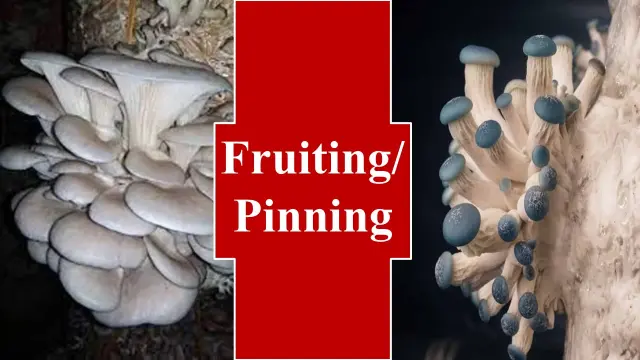 Fruiting/Pinning