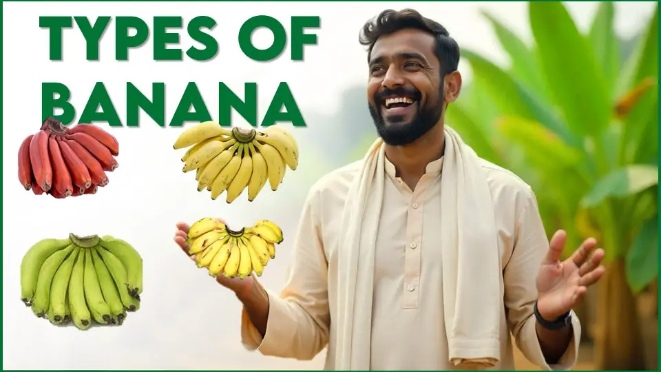 Types of Banana in india