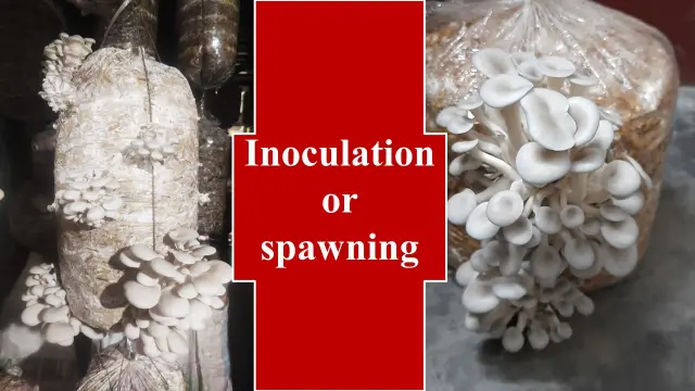 spawning