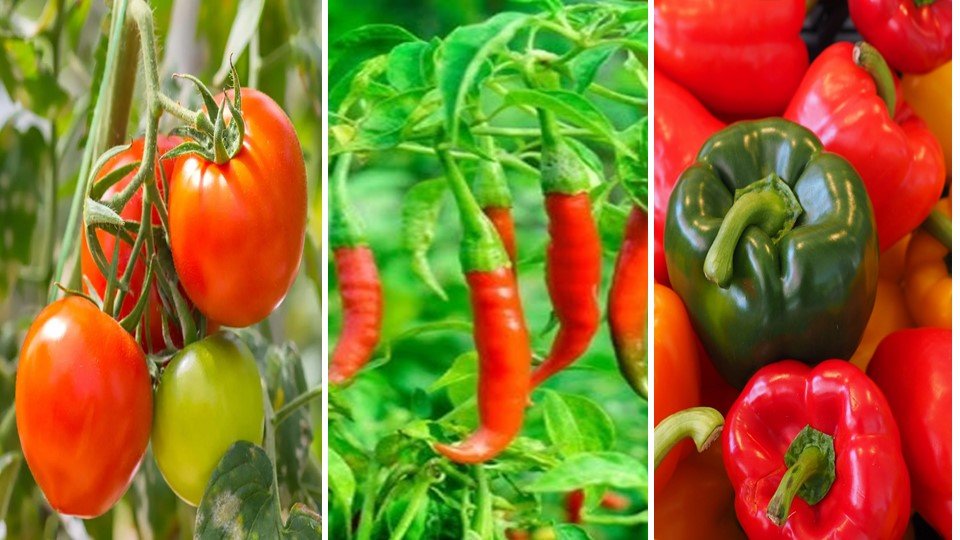 Tomato, chilli, capsicum