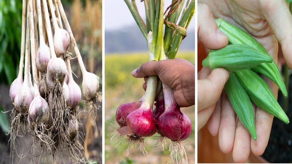 garlic, onion, okra