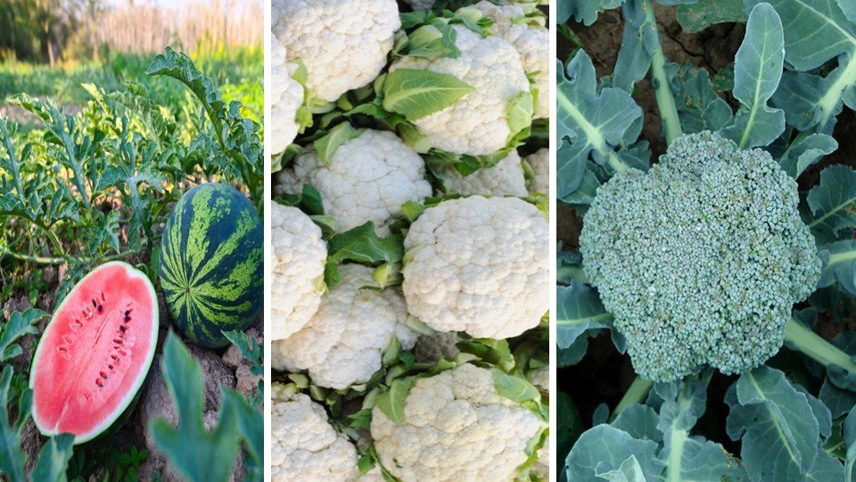 watermenlon brocolli cauliflower